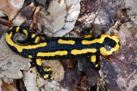 Salamandra salamandra