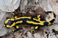 Salamandra salamandra