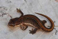 Lissotriton helveticus