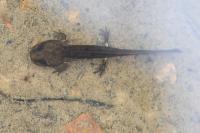 Salamandra salamandra