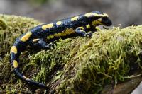 Salamandra salamandra