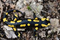 Salamandra salamandra