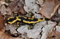 Salamandra salamandra