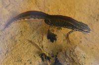 Lissotriton helveticus