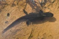 Lissotriton helveticus