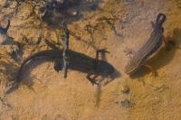 Lissotriton helveticus