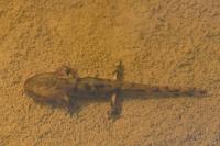 Salamandra salamandra