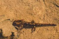 Salamandra salamandra