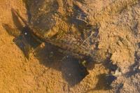 Ichthyosaura alpestris