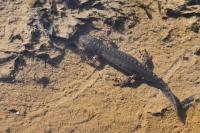 Ichthyosaura alpestris