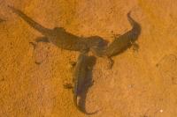 Ichthyosaura alpestris