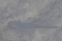 Salamandra salamandra