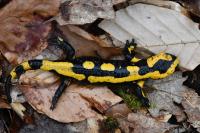 Salamandra salamandra