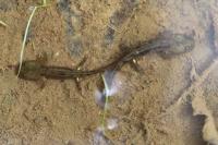 Salamandra salamandra