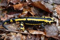 Salamandra salamandra
