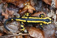 Salamandra salamandra