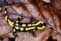 Salamandra salamandra