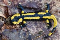 Salamandra salamandra