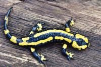Salamandra salamandra