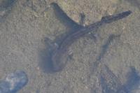 Salamandra salamandra