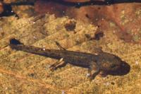 Salamandra salamandra