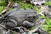 Bufo