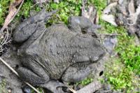 Bufo