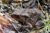 Bufo