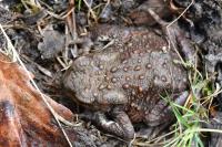 Bufo