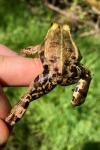 Pelophylax lessonae