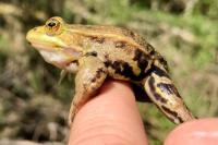 Pelophylax lessonae