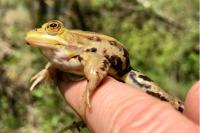 Pelophylax lessonae