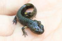 Salamandra salamandra