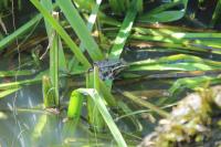 Pelophylax kl. esculentus