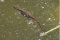 Lissotriton helveticus