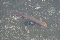 Lissotriton helveticus