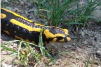 Salamandra salamandra