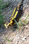 Salamandra salamandra
