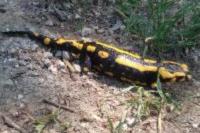 Salamandra salamandra