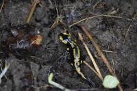 Salamandra salamandra