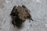 Bufo