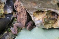 Bufo