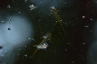 Salamandra salamandra