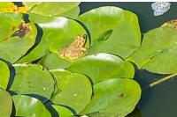 Pelophylax ridibundus