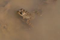 Pelophylax