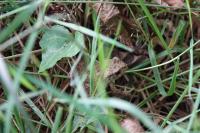 Bufo