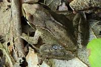 Pelophylax kl. esculentus