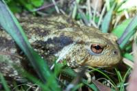 Bufo