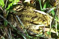 Bufo