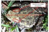 Bufo